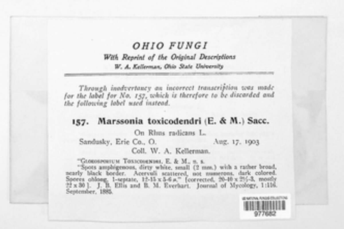 Marssonina toxicodendri image
